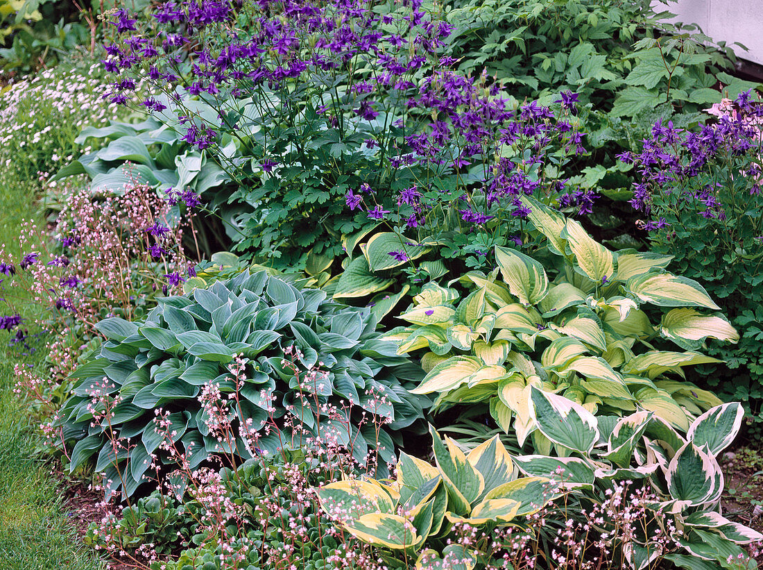 Shadow flowerbed, Aquilegia (columbine), Hosta fortunei 'Sharmon'