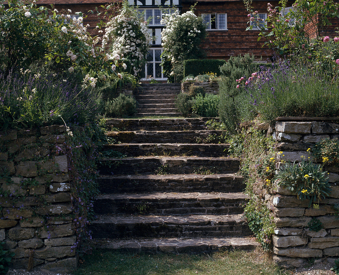 Treppenanlage mit Kletterrose 'The Garland'