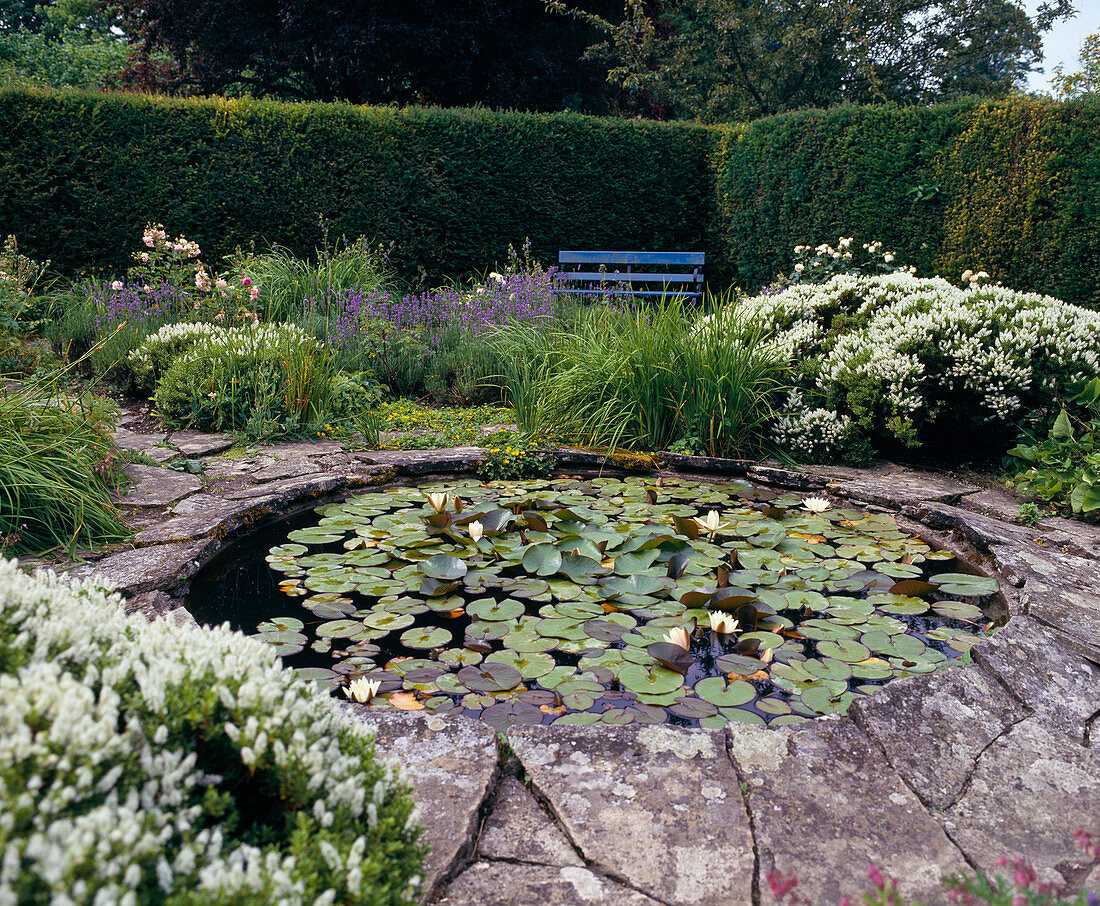 Pond with Nymphaea (water lilies)
