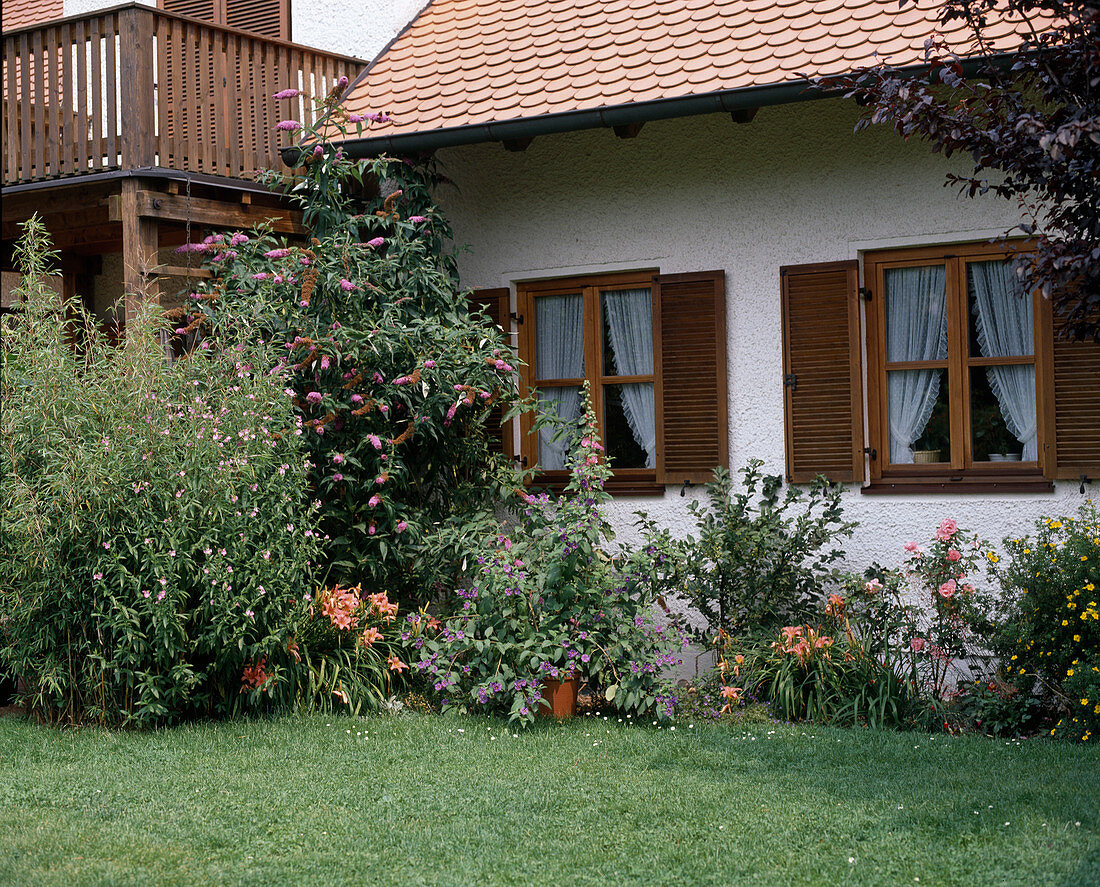 Fargesia (umbrella bamboo), Epilobium (willowherb)