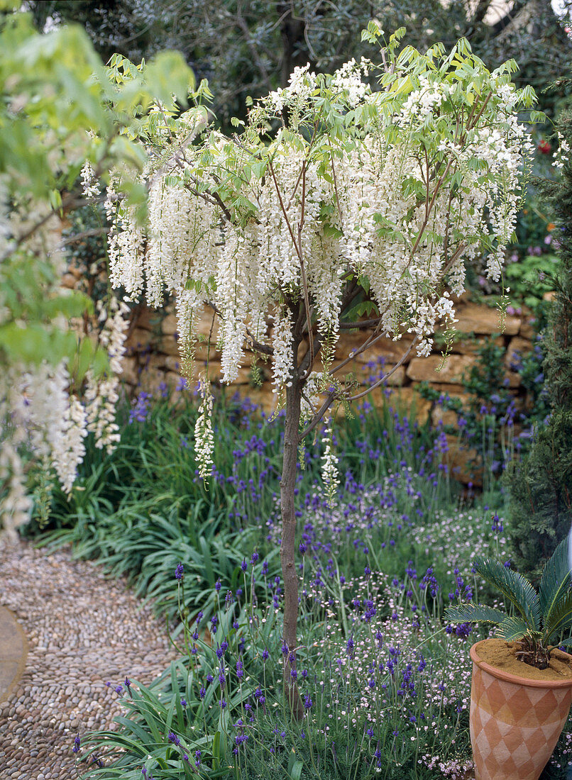 Wisteria floribunda 'Alba'