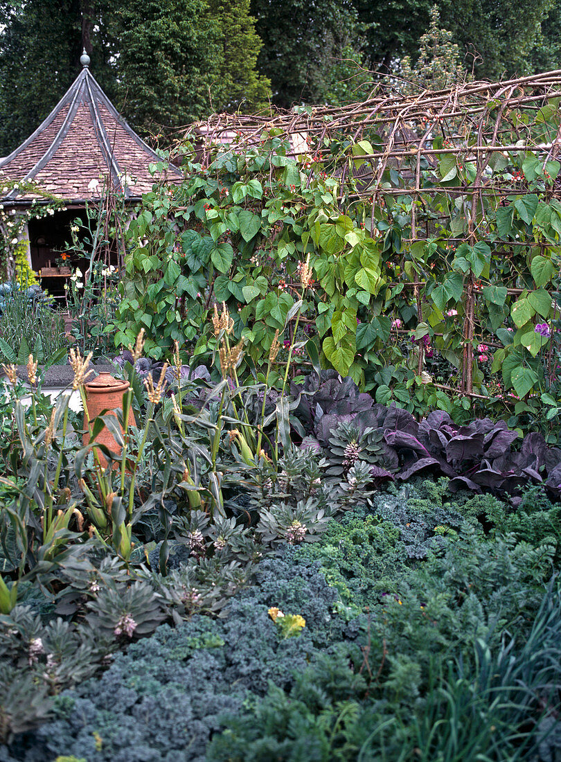 Gemüsegarten mit Grünkohl, Feuerbohnen, Rotkohl