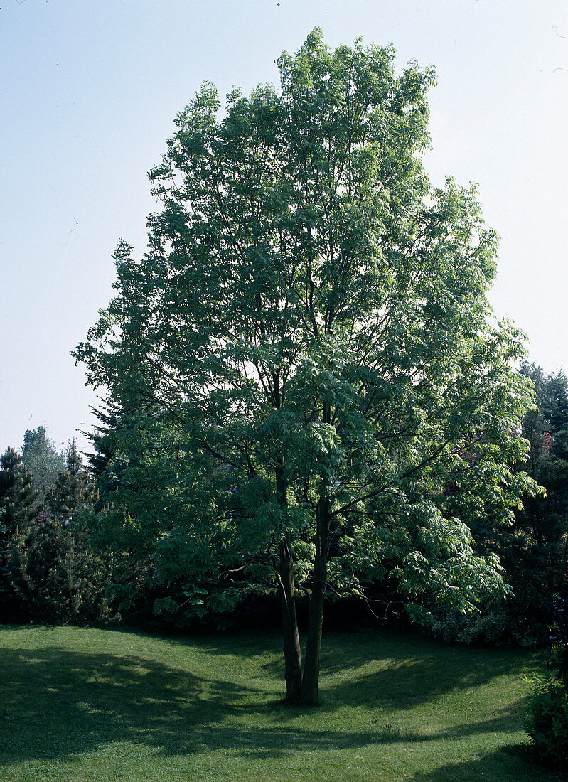 Garden arrangement with 'Fraxinus excelsior'