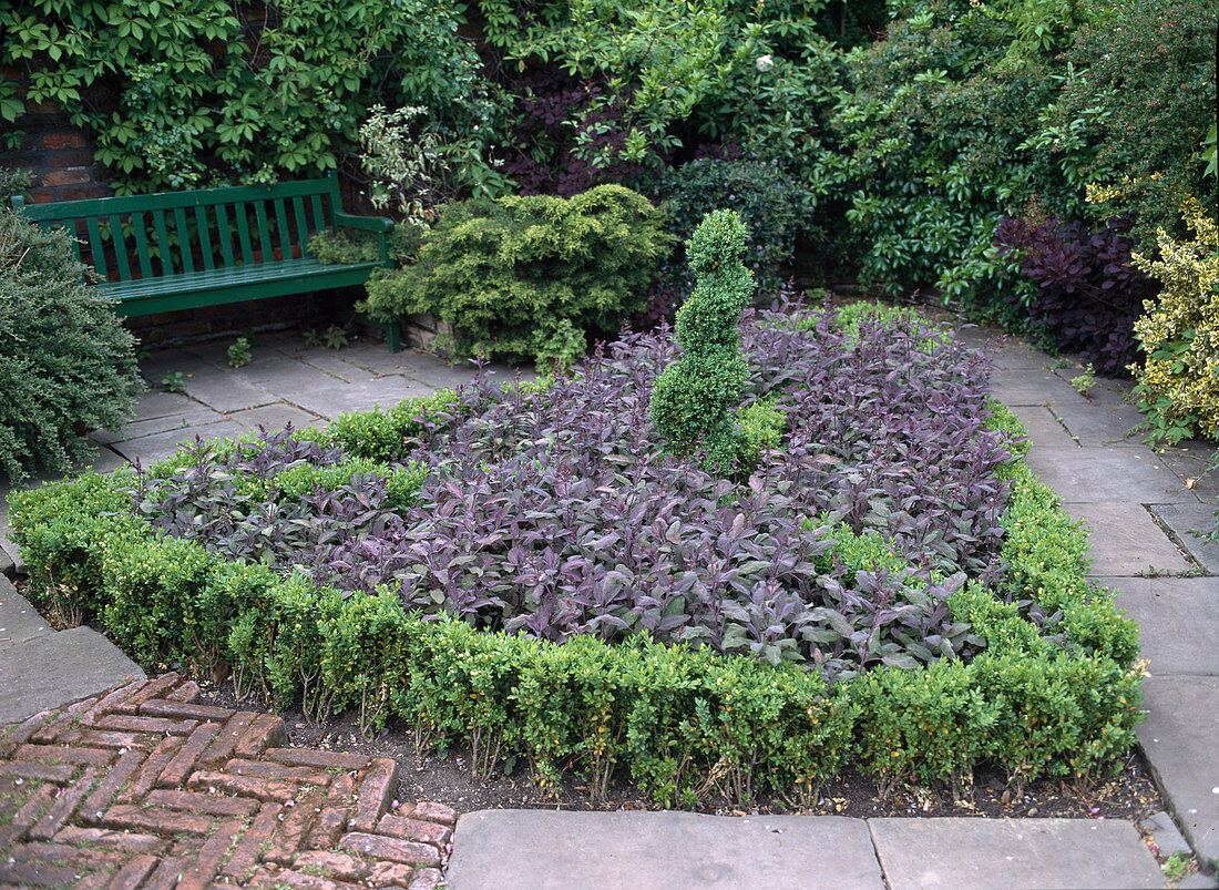 Boxwood, red-leaved sage