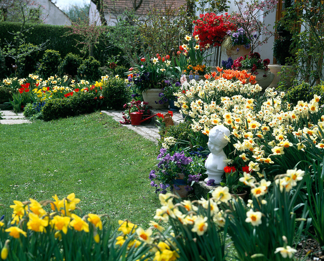 Frühlingsgarten mit Narcissus 'Cragford'