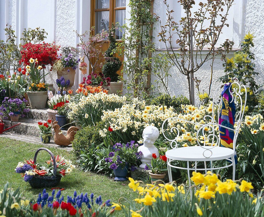 Spring garden with Narcissus 'Cragford'