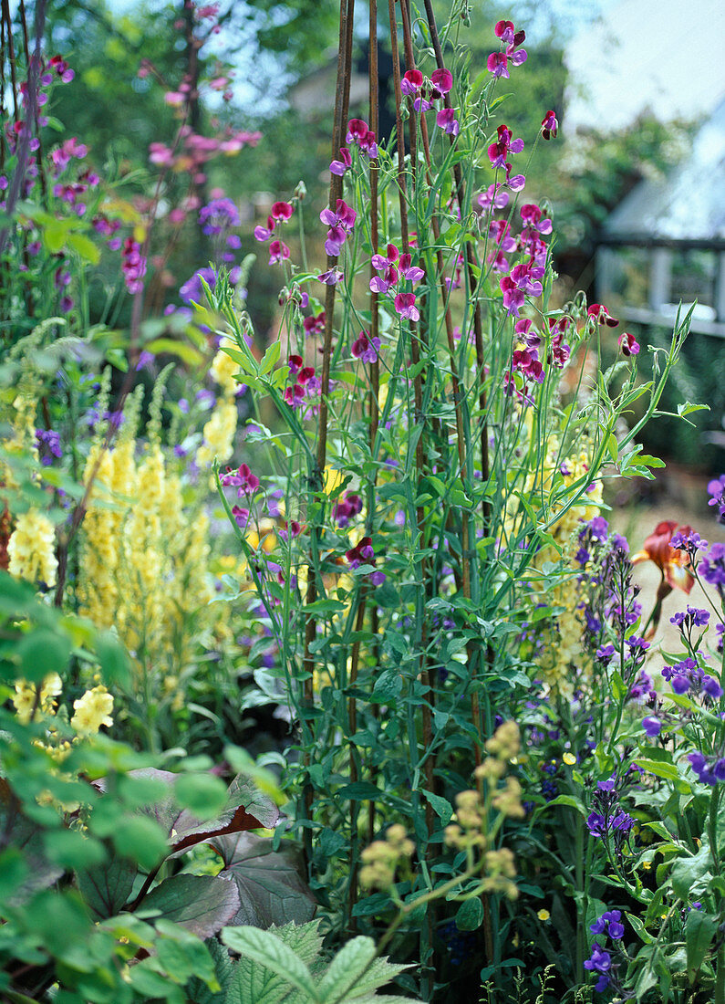 Lathyrus an Weidengestell