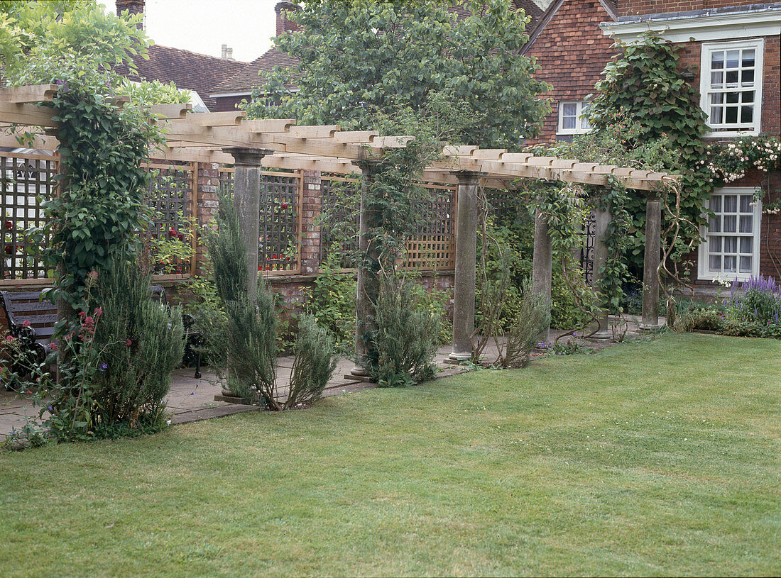 Pergola with various climbing plants