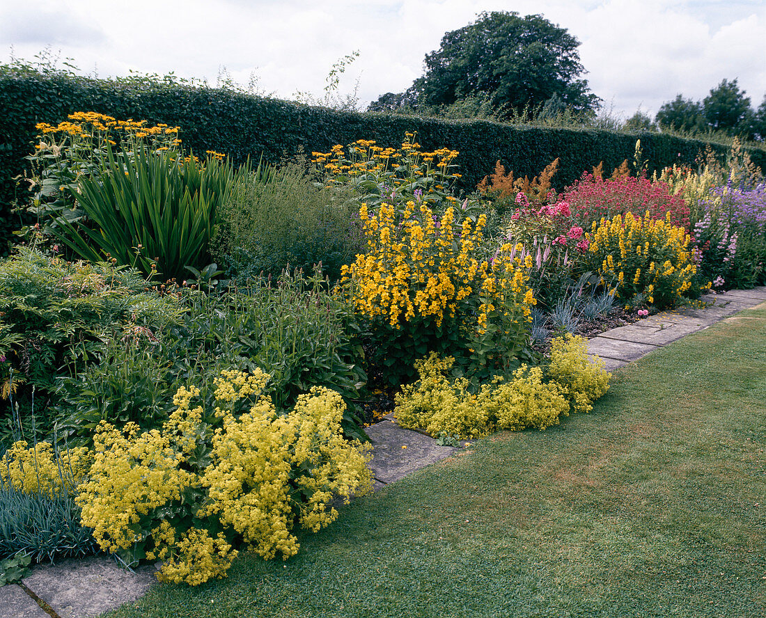 Telecia, Alchemilla mollis, Lysimachia punctata