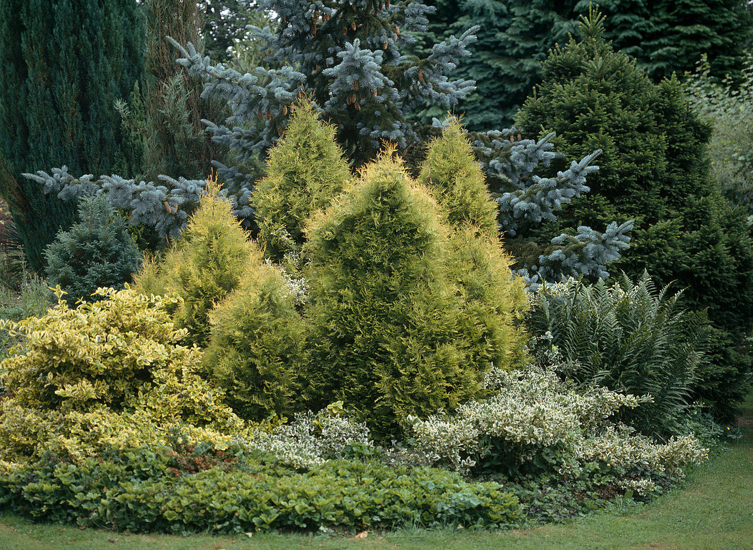 Rundes Beet mit Chamaecyparis Lawsoniana 'Golden Wonder'