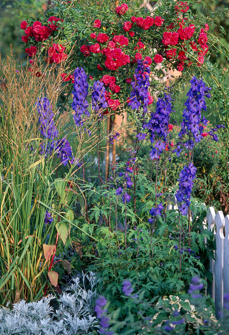 Stämmchenrose