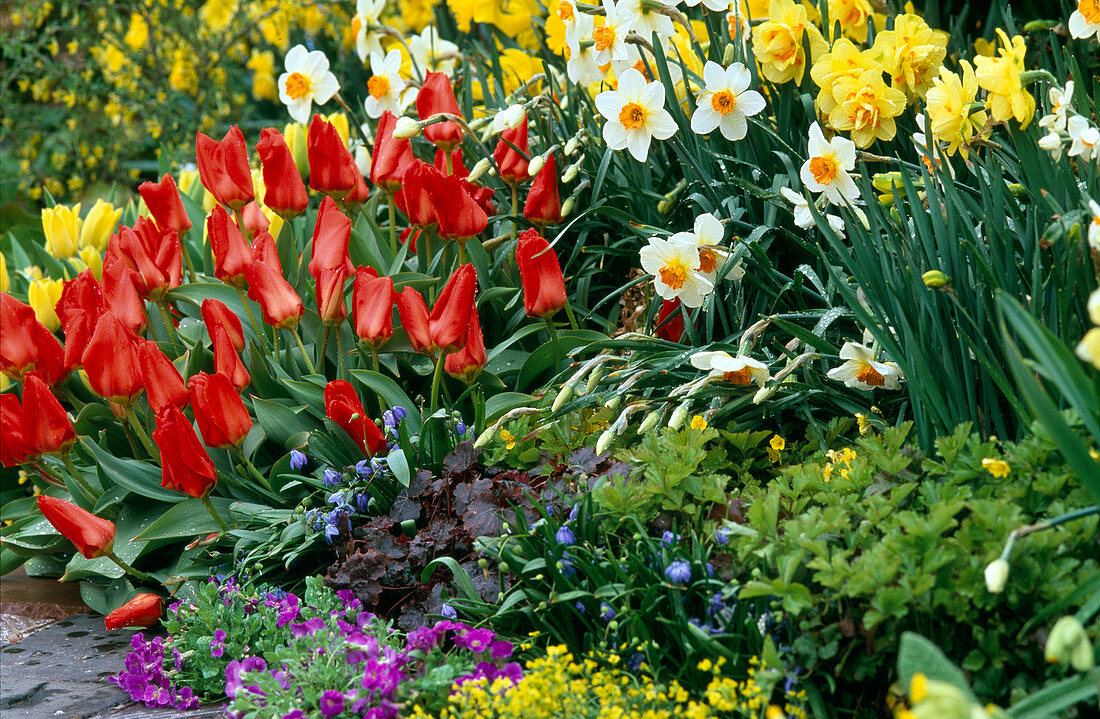 Tulipa 'Red Emperor', Narcissus 'Tahiti', 'Red Hill'