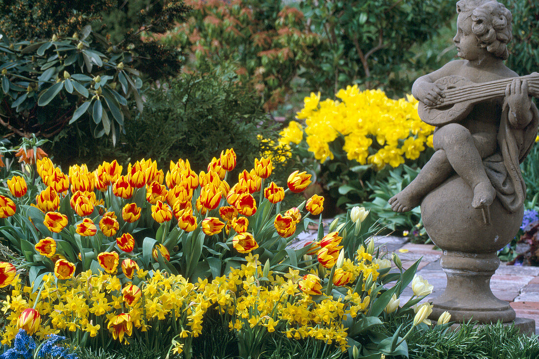 Tulipa 'Mickey Mouse', Narcissus 'Tete A Tete'