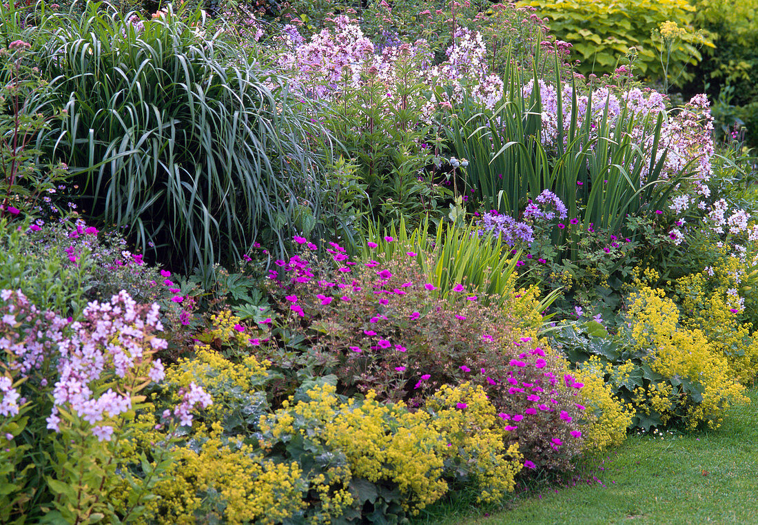 Miscanthus sinensis, Geranium, Alchemilla