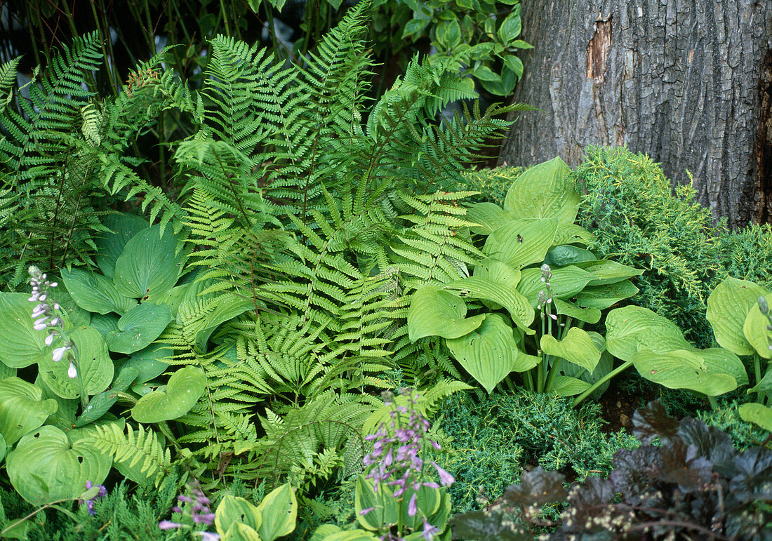 Hosta fortunei (Funkie)