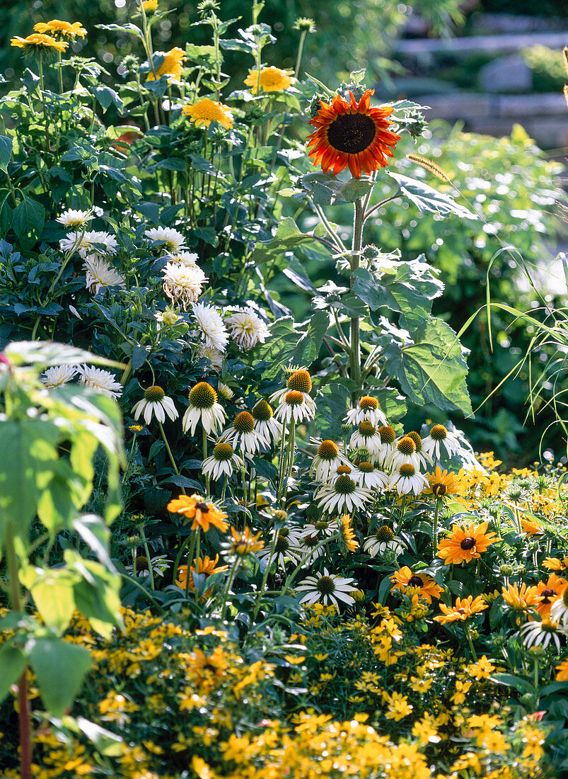 Bed with Echinacea purpurea 'Alba', Dahlia hybr., Helianthus