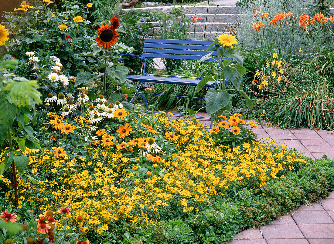 Coreopsis verticillata (girl's eye), Rudbeckia hirta (coneflower)