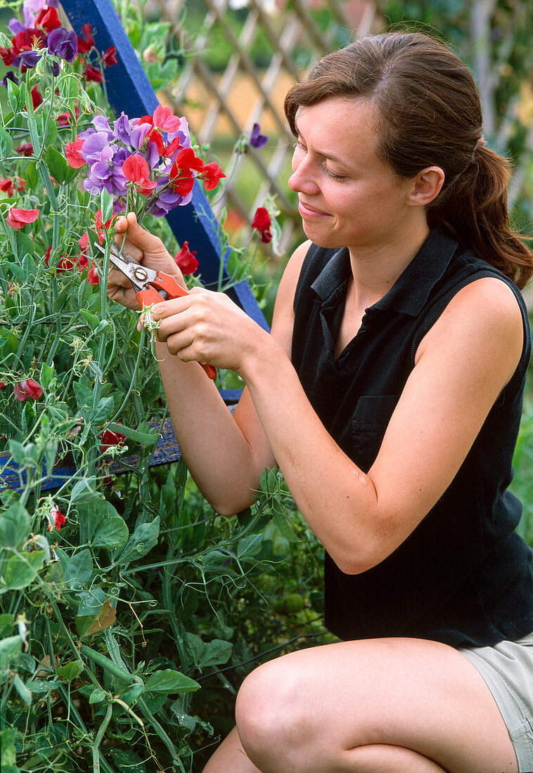 Diligent pruning of sweet peas to ensure that new flowers are always formed