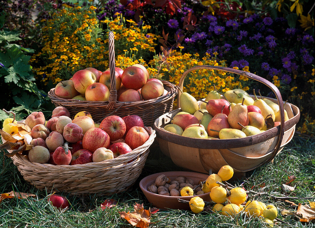 Baskets of apples, pears, peach and quail