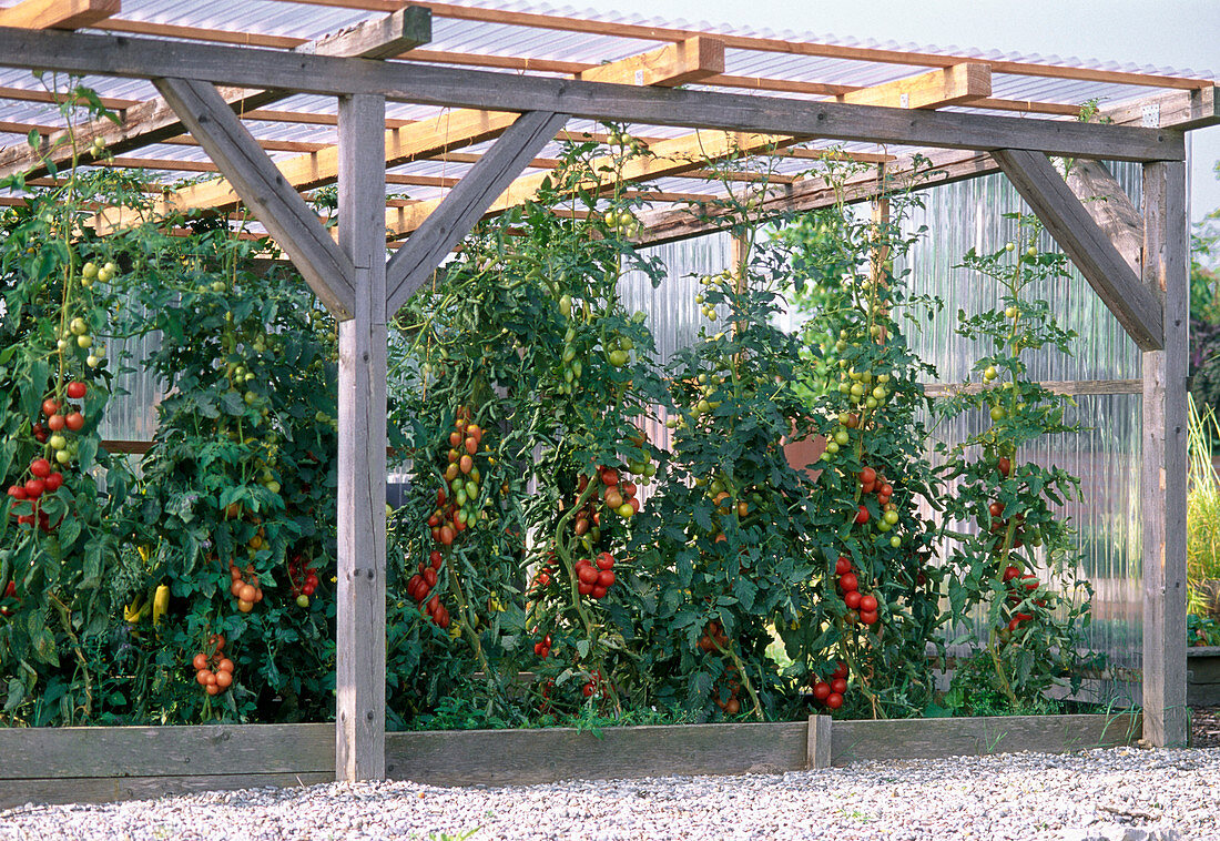 Tomatenhaus mit Fleischtomaten, Cocktailtomaten