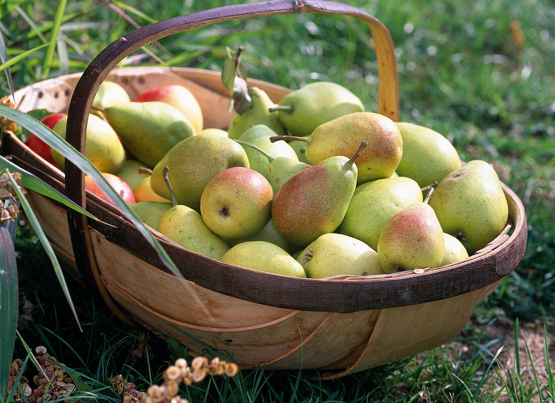 Basket of pears 'Early of Treveaux'