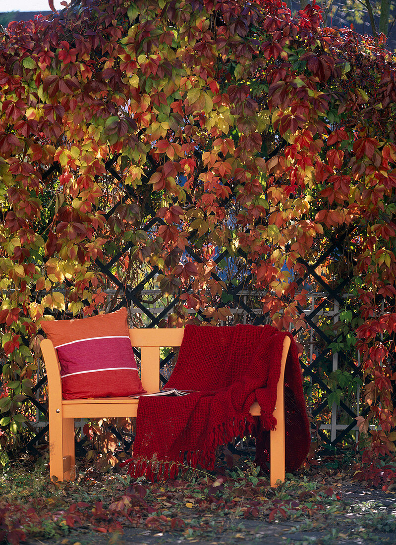 Herbstsitzplatz - Parthenocissus quinquefolia (Wilder Wein) in Herbstfärbung