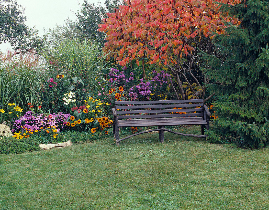 Garden view with Rhus typhina