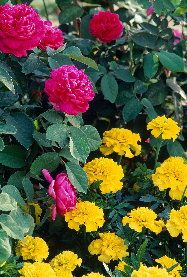 Rosa damascena 'Rose de Resht' (Historische Rose)