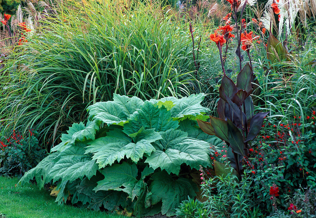 Contrasting planting with different leaf and growth forms