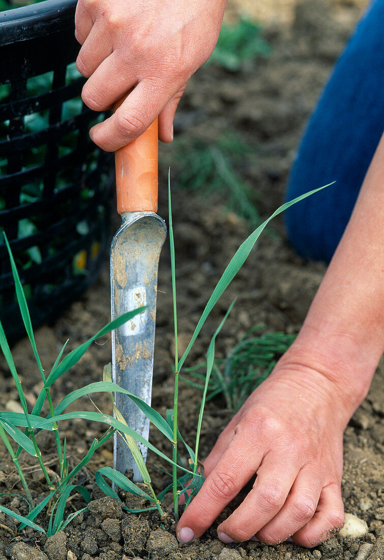 Soil preparation