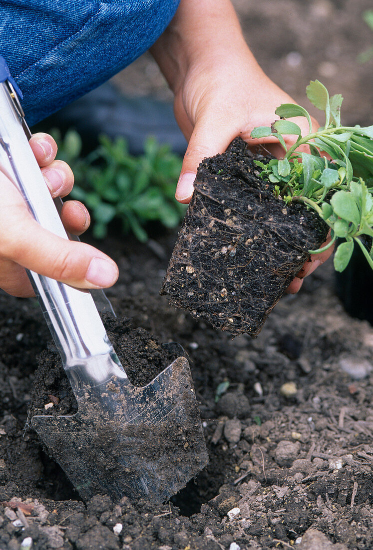 Planting a perennial border: 17