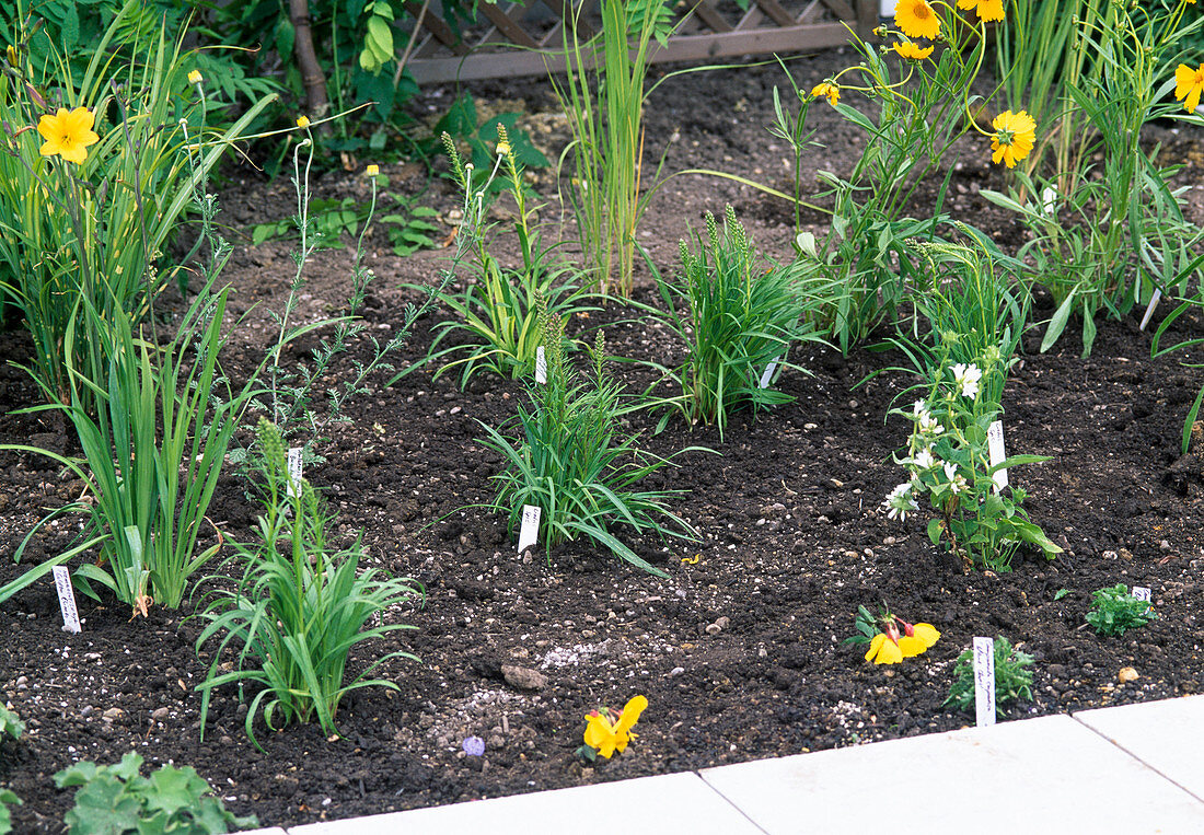 Planting a perennial bed: 21