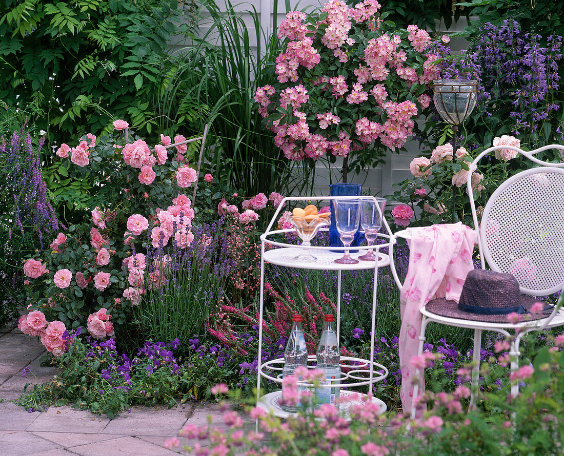 Rosen 'Gertrude Jekyll', Stämmchenrose 'Ballerina'