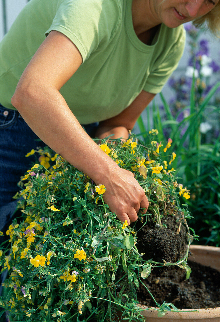 Take Viola cornuta (horned violet) out of the amphora in May