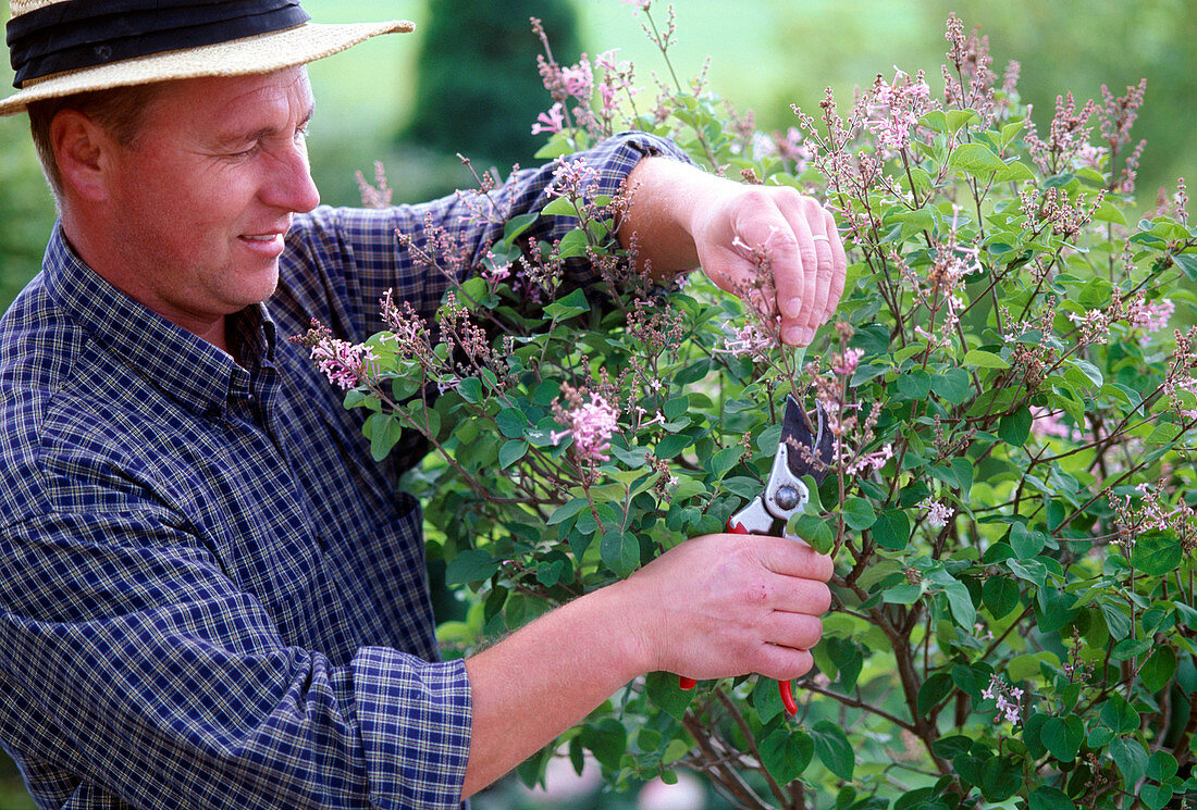 Flieder nach der Blüte Zurückschneiden