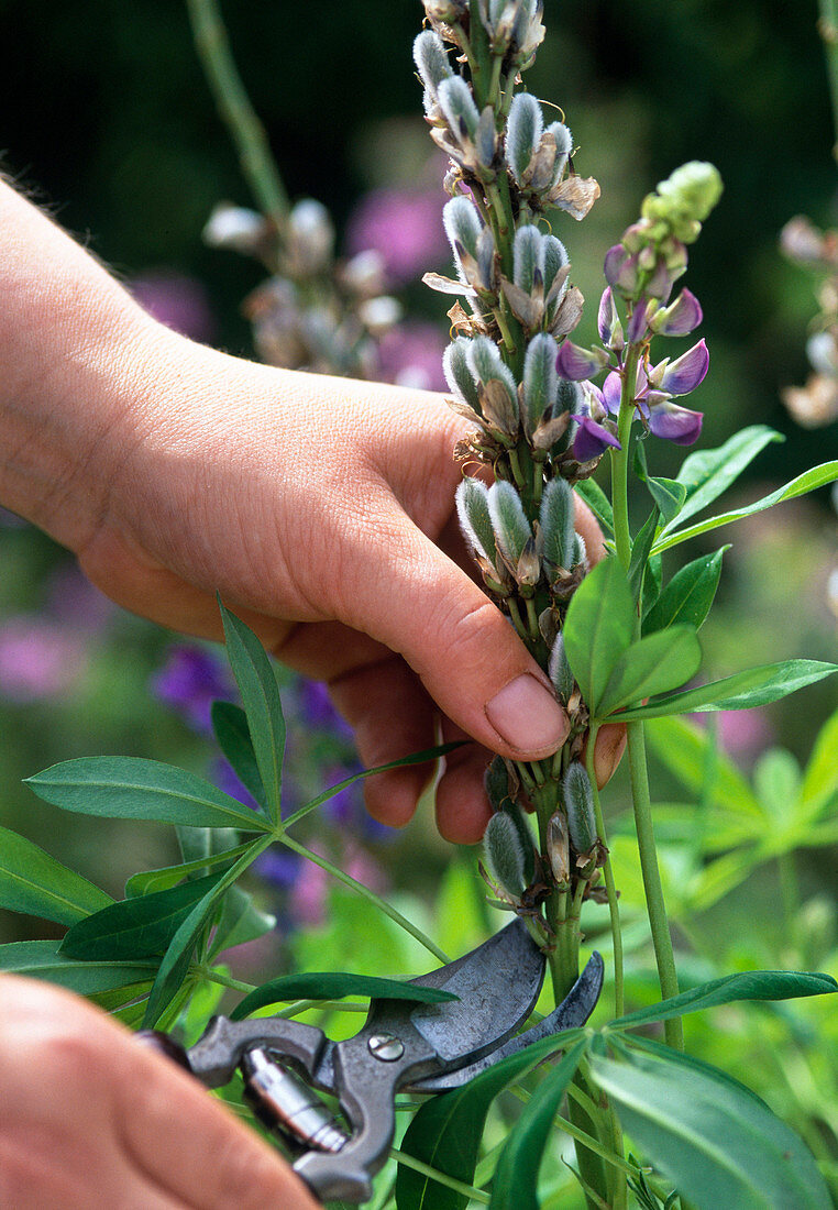 Pruning lupins
