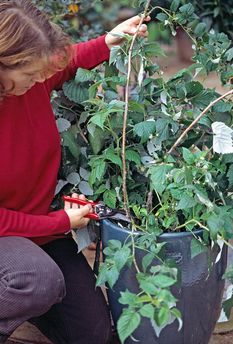 Raspberries: Old, harvested canes after the harvest