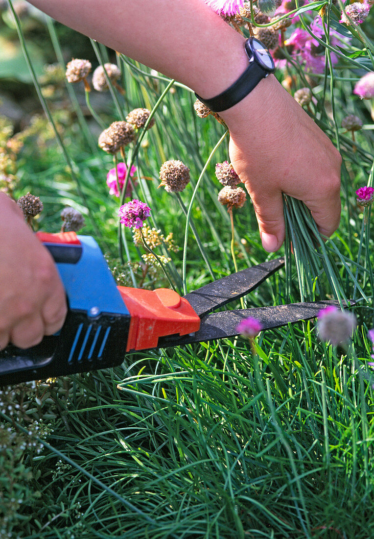 Pruning of a faded Armeria flower