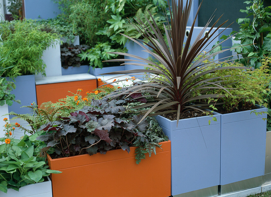 Roof terrace with orange and blue containers with Hechera