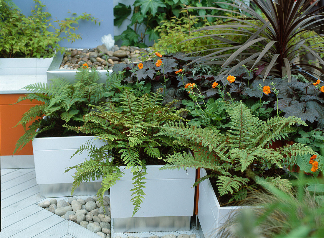 Roof terrace with containers planted with ferns