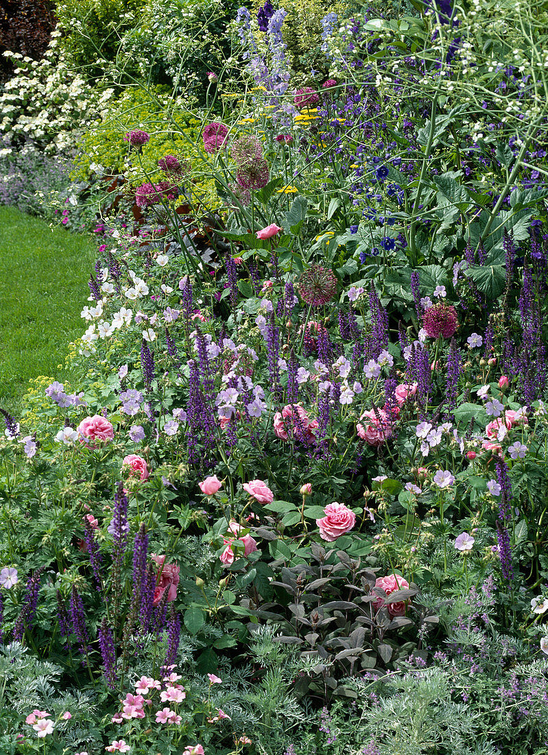 Bed with Rosa, Salvia, Allium, Geranium, Anchusa