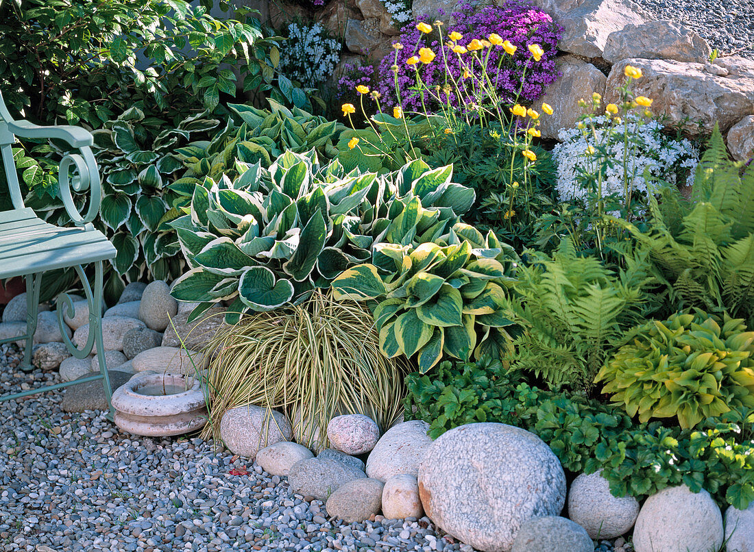 Schattenbeet: Diverse Hosta fortunei (Funkien), Farne, Trollius