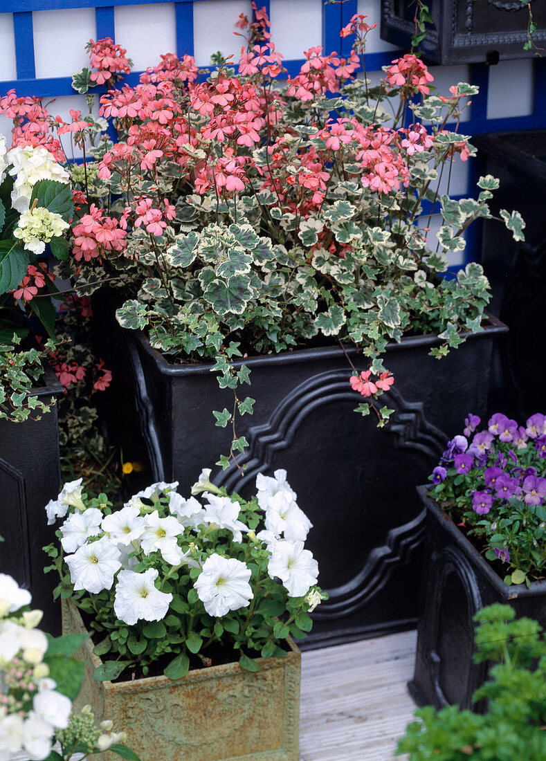 Pelargonium hybr., leafy geranium in resin pots