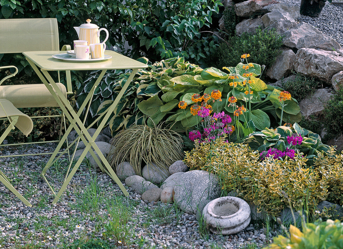 Gelblaubige Schattenecke mit Carex hachijoensis 'Evergold'