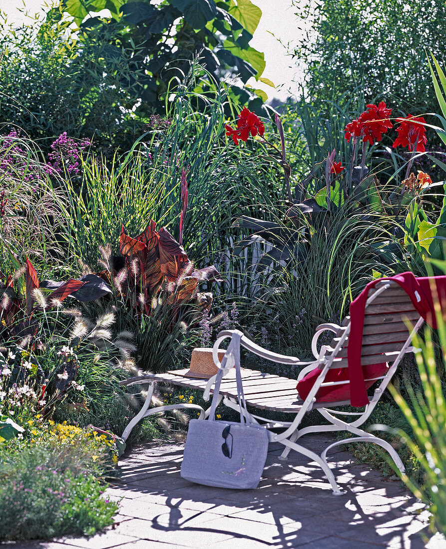 Pennisetum alopecura, Miscanthus, Canna indica (Indian flower cane)