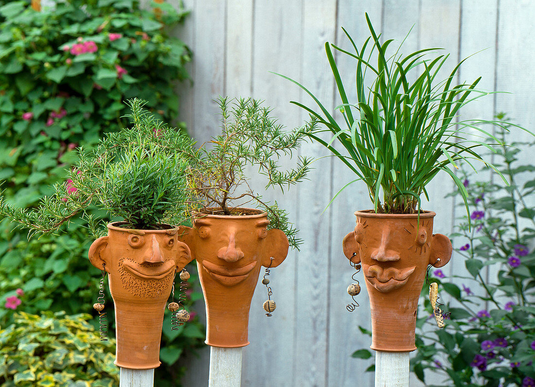 Funny hollow heads planted with lavender, rosemary, cut garlic