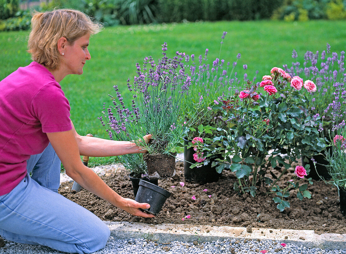 Planting lavender