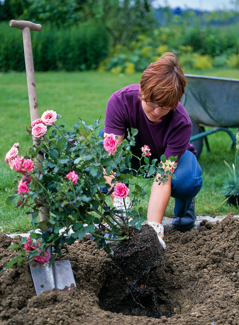 Plant container rose 'Medley Pink'