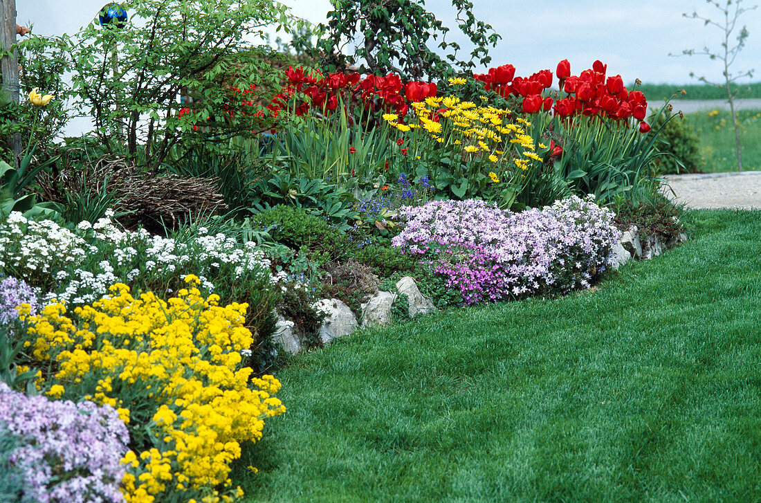 Frühlingsbeet mit Alyssum saxatile, Phlox subulata, Iberis