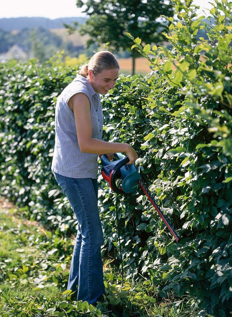 Monika cutting with electric hedge trimmer